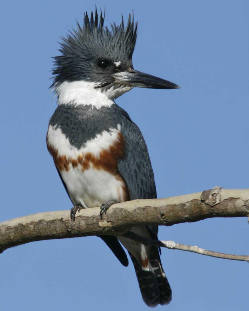 belted kingfisher nest