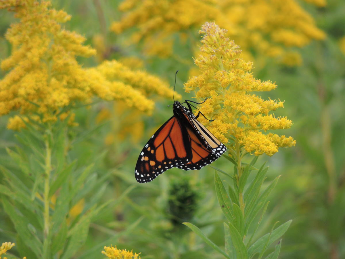 Monarch Butterfly on Carleton Island