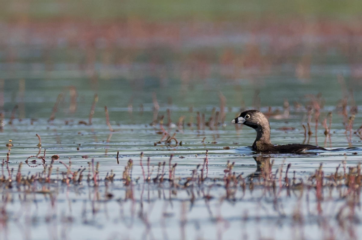 Pie-billed Grebe. Photo by Julie Covey