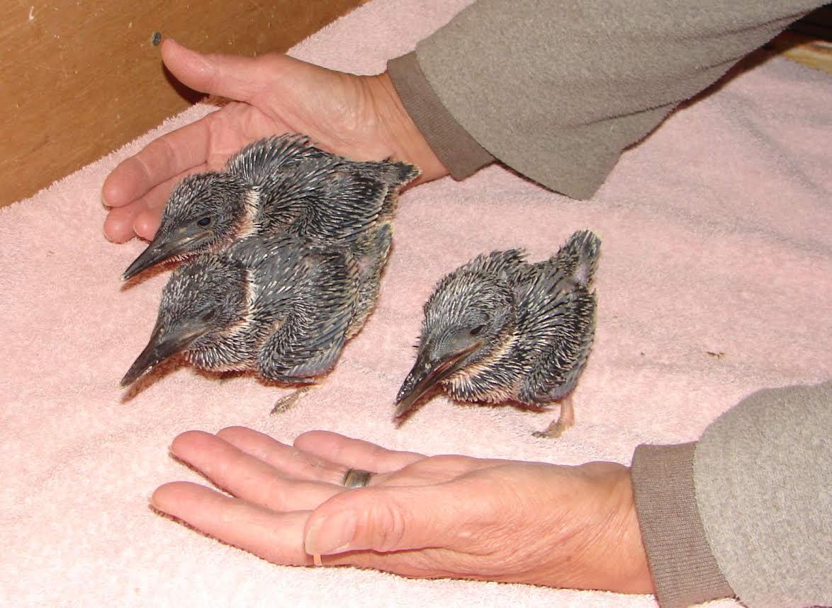 belted kingfisher eggs