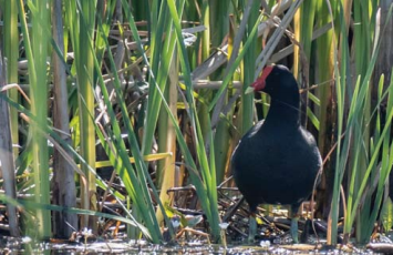 Common Gallinule. Photo by Julie Covey