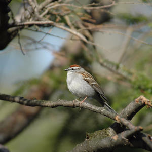 Chipping Sparrow by Bill Munro