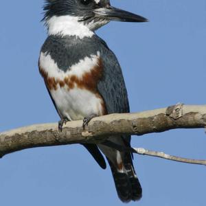 Belted Kingfisher photo by Martin Zonnenberg